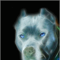 Pit Bully